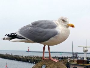 Ostsee Warnemünde Möwe