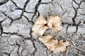 kl 2010 06 21 008 Am Wegesrand