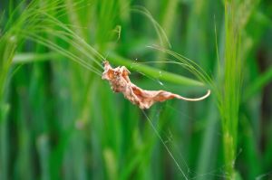 kl 2010 06 21 015 Am Wegesrand