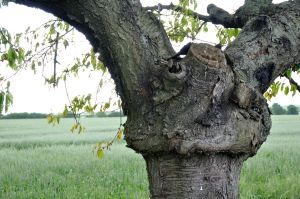 kl 2010 06 21 017 Am Wegesrand