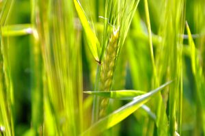 kl 2010 06 21 097 Am Wegesrand