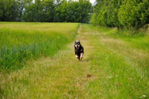 kl 2010 06 21 108 Am Wegesrand