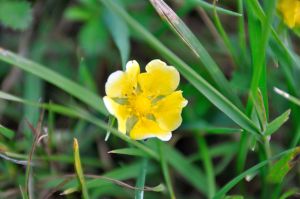 kl 2010 06 21 109 Am Wegesrand