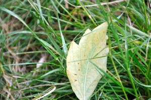 kl 2010 06 21 111 Am Wegesrand