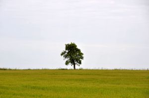 kl 2010 06 21 127 Am Wegesrand