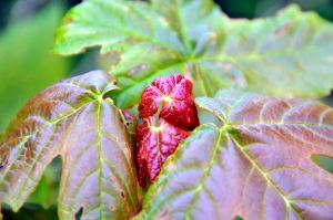 kl 2010 06 21 129 Am Wegesrand